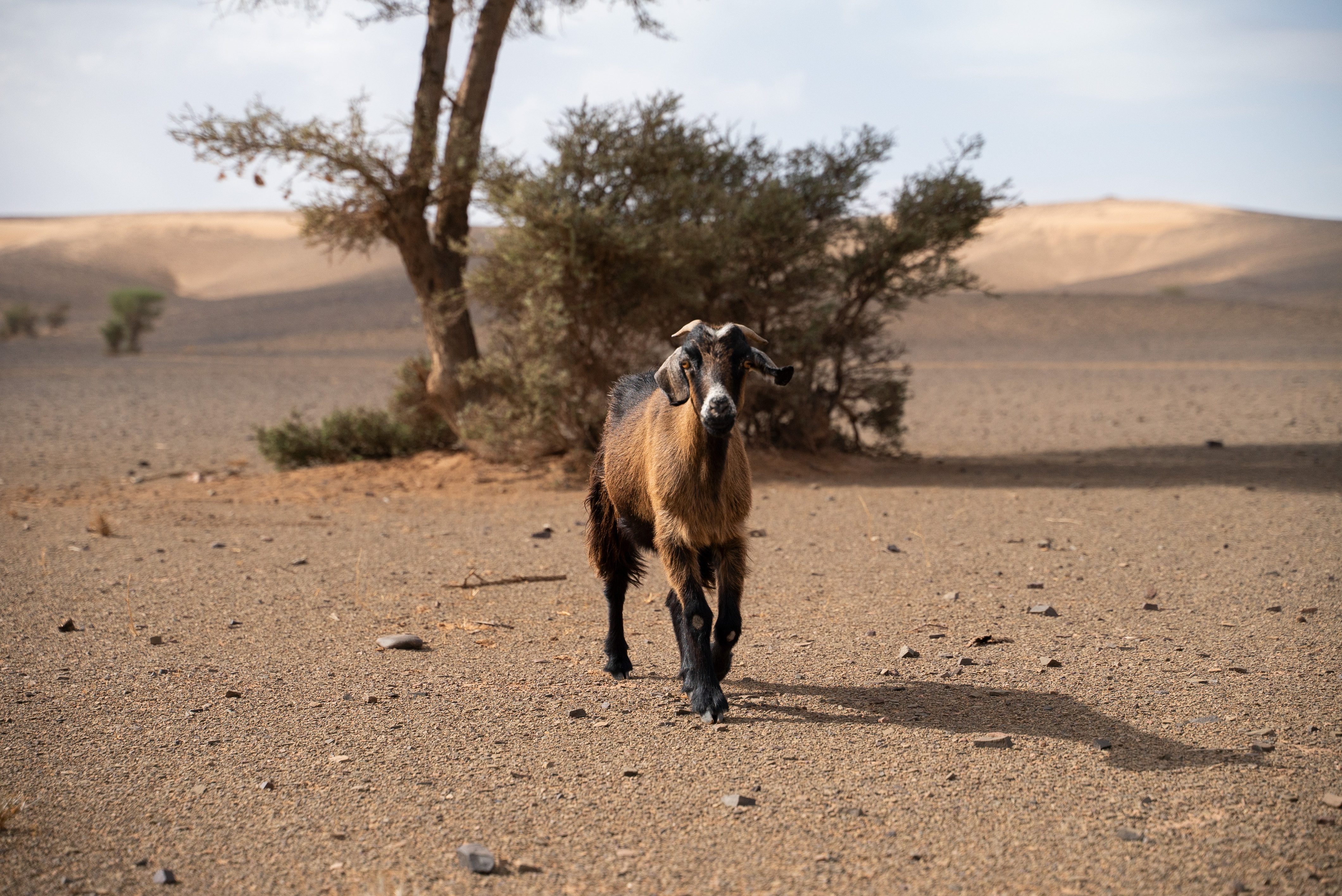 Marocco - Bild 3